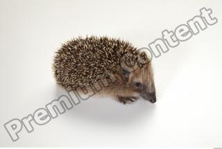 Hedgehog - Erinaceus europaeus  0012